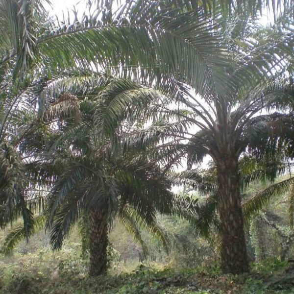 The Oil Palm Dilemma: It’s a Catch-22