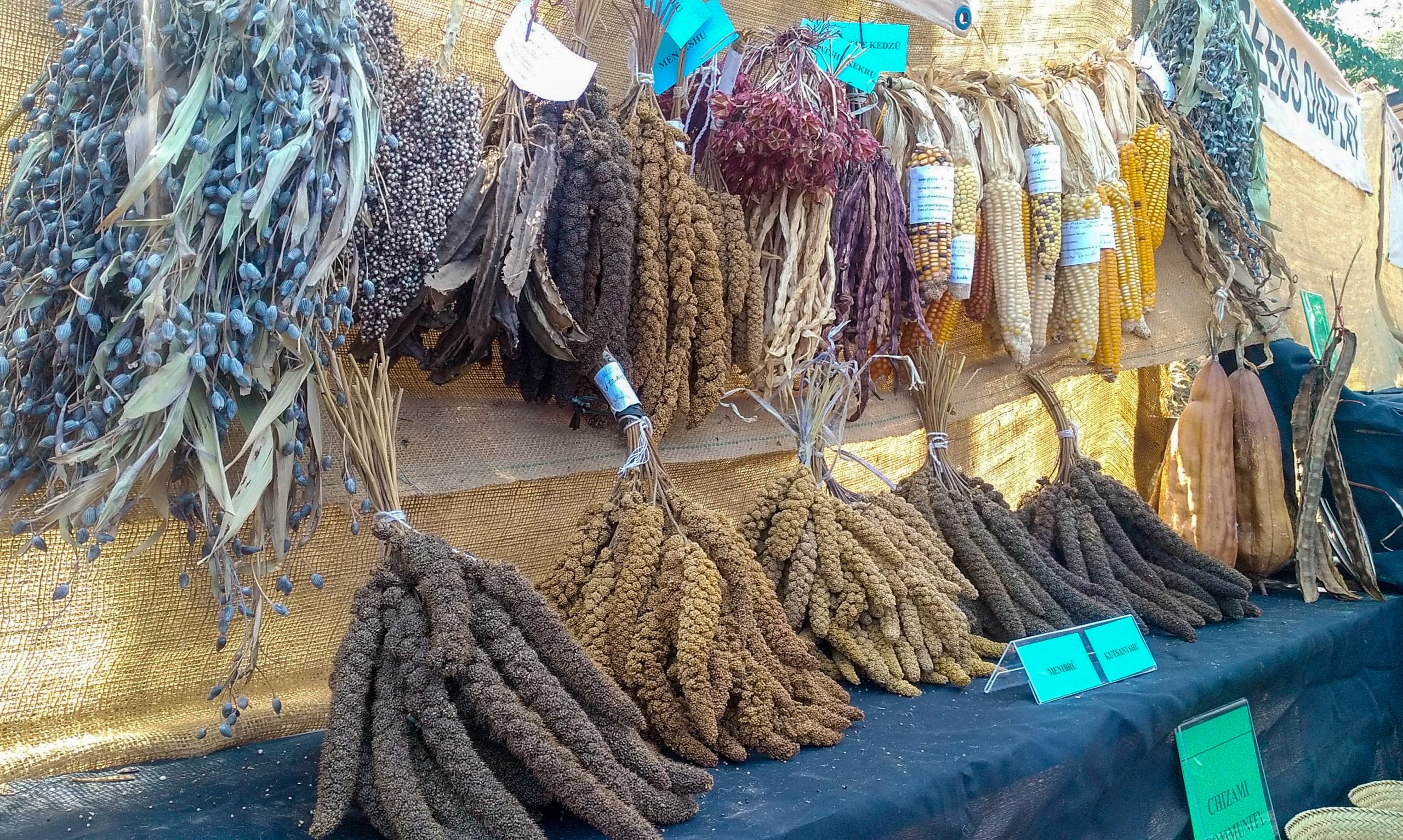 Seed Guardians of the Hills